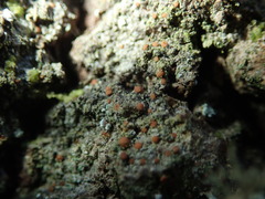 Bacidia rubella