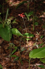 Goeppertia coccinea