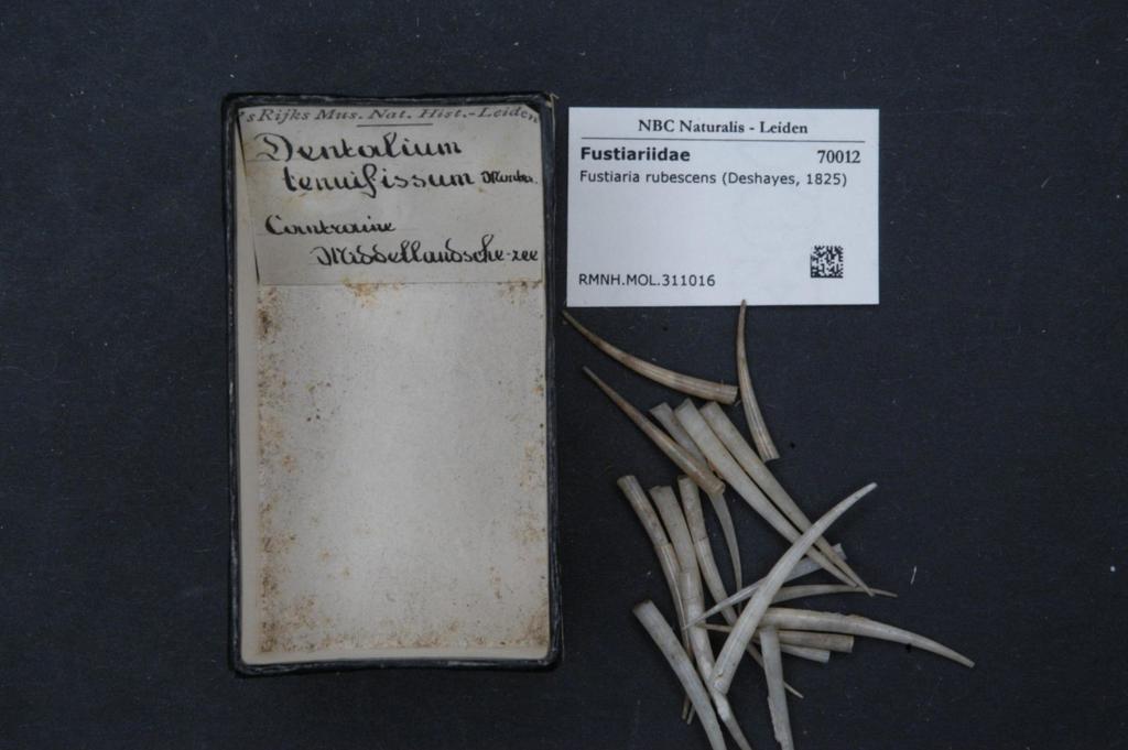 Fustiariidae