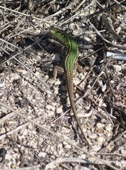 Podarcis waglerianus