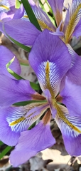 Iris unguicularis subsp. unguicularis image
