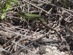 Podarcis waglerianus