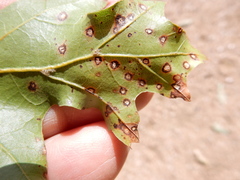 Apiognomonia errabunda