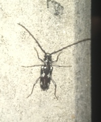 Elaphidion irroratum