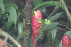 Costus plowmanii