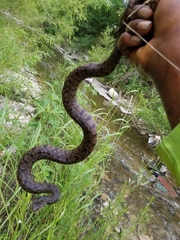 Nerodia rhombifer