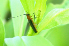 Oberea ocellata