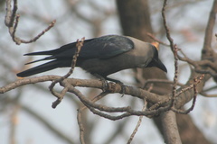 Corvus splendens