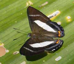 Siseme alectryo spectanda