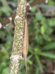 Leptysma marginicollis