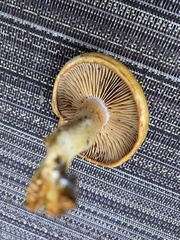 Cortinarius lewisii