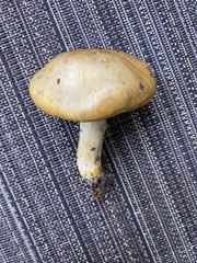 Cortinarius lewisii