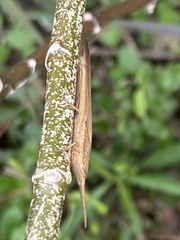 Leptysma marginicollis