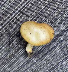 Cortinarius lewisii