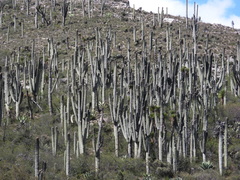 Cephalocereus macrocephalus
