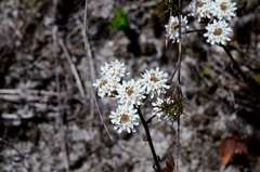 Pseudoselago ascendens