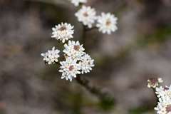 Pseudoselago ascendens