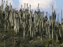 Cephalocereus macrocephalus