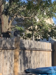 Sciurus carolinensis