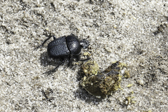 Scarabaeus intricatus