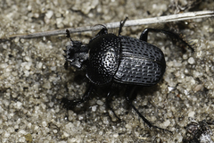 Scarabaeus intricatus