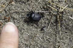 Scarabaeus intricatus