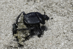 Scarabaeus intricatus