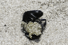 Scarabaeus intricatus