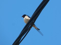 Hirundo rustica