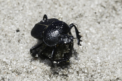 Scarabaeus intricatus