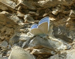 Iolana iolas