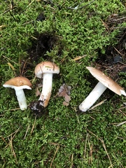 Tricholoma stans