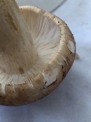 Tricholoma stans