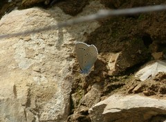 Iolana iolas