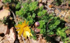 Ursinia dentata