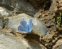 Iolana iolas