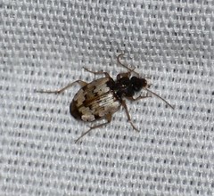 Tetragonoderus latipennis