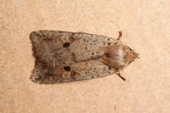 Agrochola blidaensis