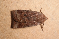 Conistra ligula