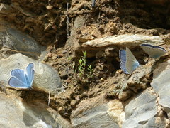 Iolana iolas