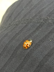 Harmonia axyridis