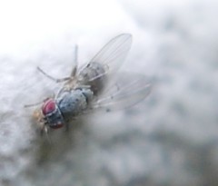Odiniidae