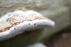 Odiniidae