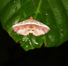 Eugnathia diagonalis