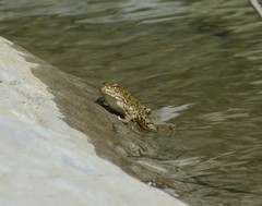 Pelophylax