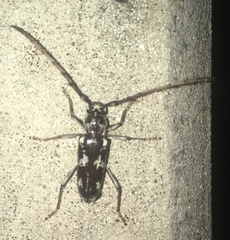 Elaphidion irroratum
