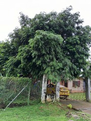 Pterocarpus indicus