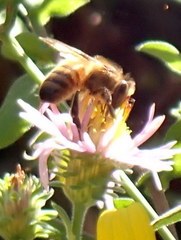 Apis mellifera image