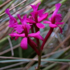 Epidendrum jamiesonis
