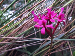 Epidendrum jamiesonis